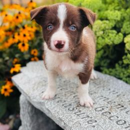 Boy 4 - Red and White Full Collar - White and red male Border Collie puppy in Minden, Iowa from Rocking N Registered Border Collies & Labradors