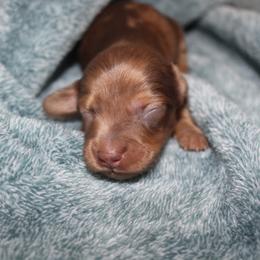 Jesse - Red male Dachshund puppy in La Junta, Colorado from Royal King’s Mini Dachshunds