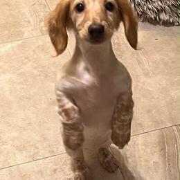 Mabel - Piebald female Dachshund puppy in Nampa, Idaho from 208 Wiener Wiggle Butts LLC