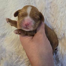 Brody - Red male Cocker Spaniel puppy in Florence, South Carolina from Reddick's American Cocker Spaniels