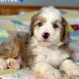 Coffee - Blue merle male Aussiedoodle puppy in Lancaster, Minnesota from Finney Ranch
