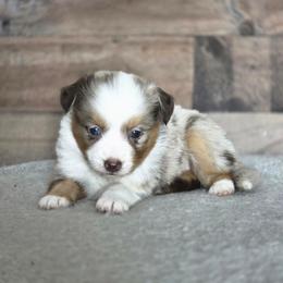 Kat - Red merle female Toy Australian Shepherd puppy in Killen, Alabama from Wilkers Wholehearted Mini Aussies