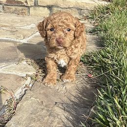 Lil Bear - Red  male Goldendoodle puppy in Quitman, Texas from Wright Doodles