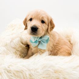 Buddy - Light golden male Golden Retriever puppy in Elmwood Park, Illinois from Goldens&MiniAussiesWithFinesse