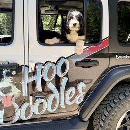 Bernedoodle puppies from HooDoodles