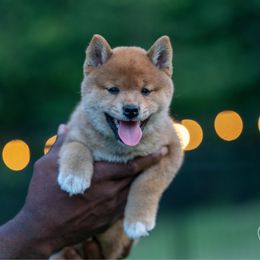 Girl 4 - Red female Shiba Inu puppy in Hephzibah, Georgia from Evenfalls Shiba Inu
