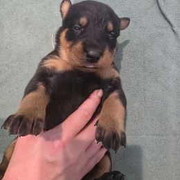 Red - Black and rust female Beauceron puppy in Batavia, New York from Oakland Beaucerons