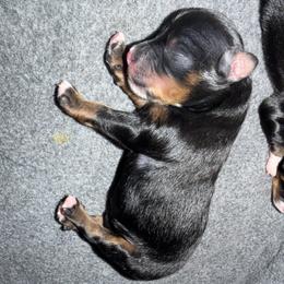 Boy 1 - Black tri male Miniature Australian Shepherd puppy in Beaumont, Texas from Marsh Runner Aussies