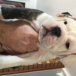 Olde English Bulldogge Puppies from Gods Of Olympus Bulldogges