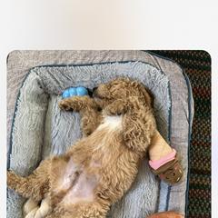 Double Doodle Puppies from Dog Paw Doodles