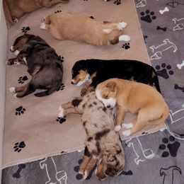 Assorted Doodle Crosses Puppies from Do Wah Diddy Doodles