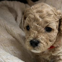 Cavapoochons from Platinum Premier Puppies