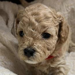 Cavapoochons from Platinum Premier Puppies