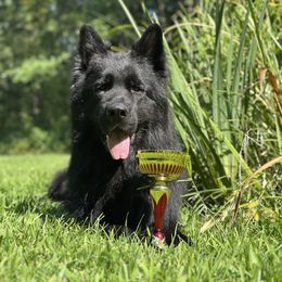 Omen - German Shepherd