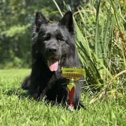 Omen - German Shepherd