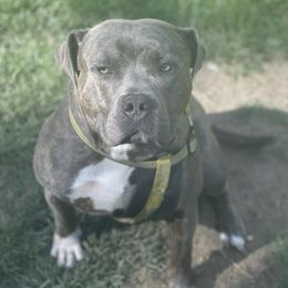 KT - American Bully