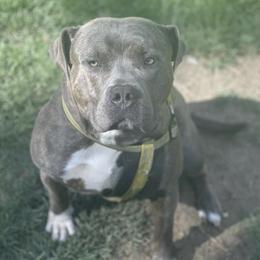 KT - American Bully
