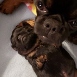 Brussels Griffons from Brussels and Broodle's and Shiffon's oh my