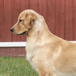 Sapphire - Golden Retriever