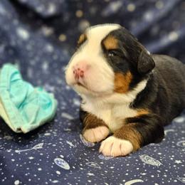 Bernese Mountain Dog puppies from Happy Valley Puppies