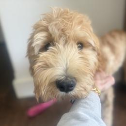 Holiday - Red  female Goldendoodle puppy in Fayetteville, Arkansas from Silver Hill Farm