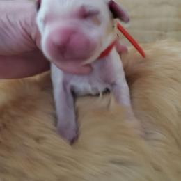 2nd pick girl - Light golden female Golden Retriever puppy in Sandy, Utah from Golden Meadows of Utah