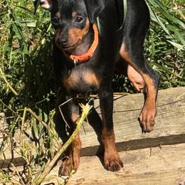Miniature Pinscher Puppies from DeLeeuw Family Miniature Pinschers