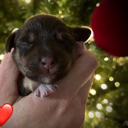 Red - Liver female Miniature Schnauzer puppy in White Plains, Kentucky from Devon Dunlap