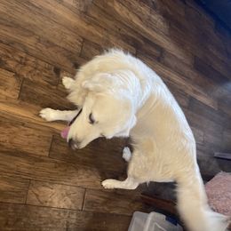 King - Golden Retriever