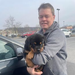 Rottweiler and Yorkshire Terrier Puppies from Superior Family Kennels