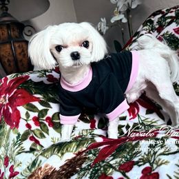Boy 1 Eric - White male Maltese puppy in Snowville, Utah from Navabo Diamond