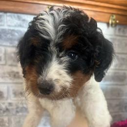 Conrad - Black tri-color male Aussiedoodle puppy in Omro, Wisconsin from Crystal Ridge Doodles
