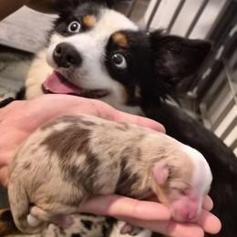 Paisley - Red merle female Miniature Australian Shepherd puppy in Hobe Sound, Florida from KHA