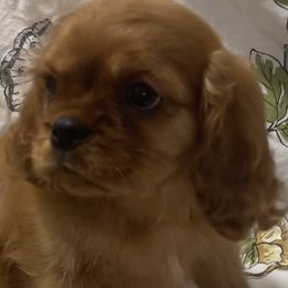 Reba - Cavalier King Charles Spaniel