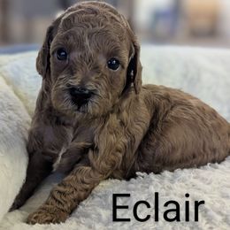 Eclair - Red female Cavapoo puppy in Anaheim, California from West Coast Cavapoos