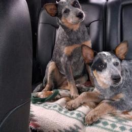Australian Cattle Dog Puppies from TLC Cattle dogs