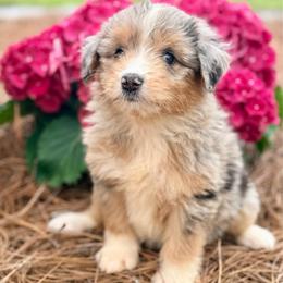 Willow - Blue merle female Aussiedoodle puppy in Eastman, Georgia from Dood B Ranch