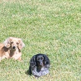 Dachshund All Grown Up from Yellow Rose Dachshunds