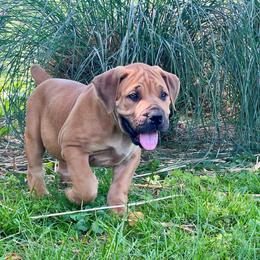 AKENO - Red female Boerboel puppy in Pennsylvania from Cold River Boerboels