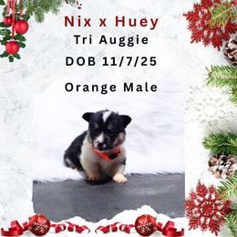 Orange male - Black and tan male American Corgi puppy in Campbellsburg, Indiana from Kates Corgis