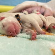 Dogo Argentino Puppies from Savs_sk9