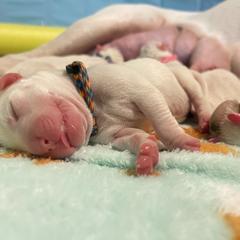 Dogo Argentino Puppies from Savs_sk9