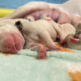 Dogo Argentino Puppies from Savs_sk9