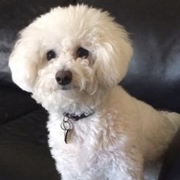 Bichon Frises from Lori's Bichon Frise