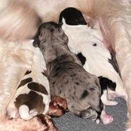 Dot - Blue merle female Aussiedoodle puppy in Lebanon, Oregon from Abbott Family Farm