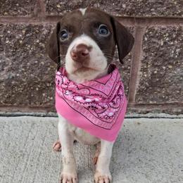 Girl 2 - Liver and white female German Shorthaired Pointer puppy in Potosi, Wisconsin from Point and Flush Gun Dogs