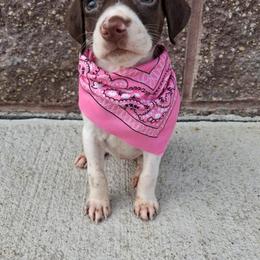 Girl 2 - Liver and white female German Shorthaired Pointer puppy in Potosi, Wisconsin from Point and Flush Gun Dogs