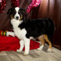 Sarah ASDR - Toy Australian Shepherd