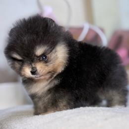 Twig - Black and tan male Pomeranian puppy in Coleman, Oklahoma from Pretty Poms
