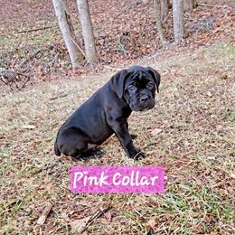 Cane Corso Puppies from Hardradas Dynasty Cane Corso